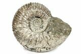 Giant, Bumpy Ammonite (Douvilleiceras) Fossil #279781-1
